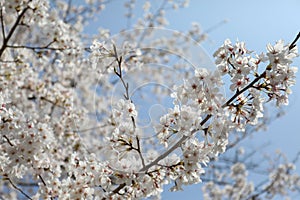 Cheery Blossom is blooming in Japan